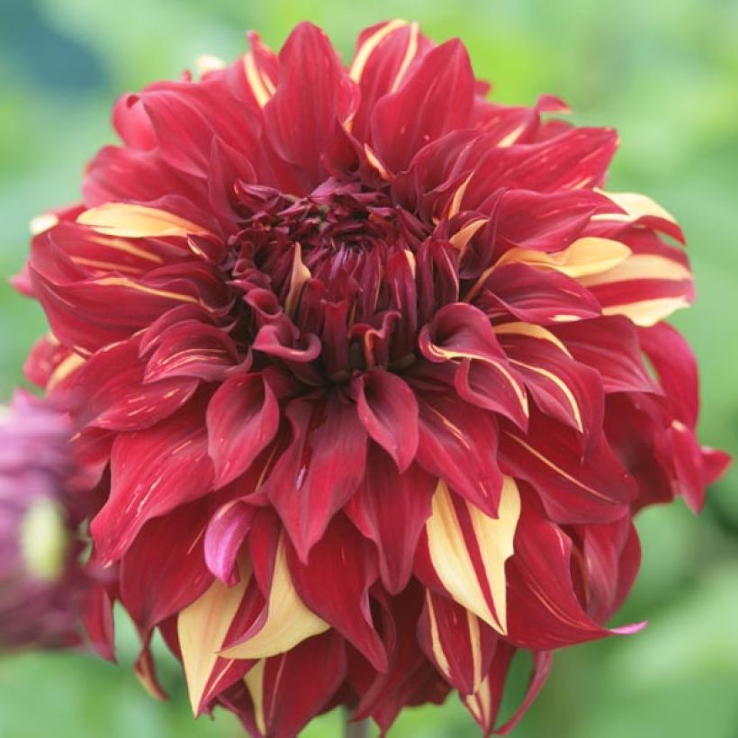 Dahlia géant Bohemian Spartacus (Floraison)