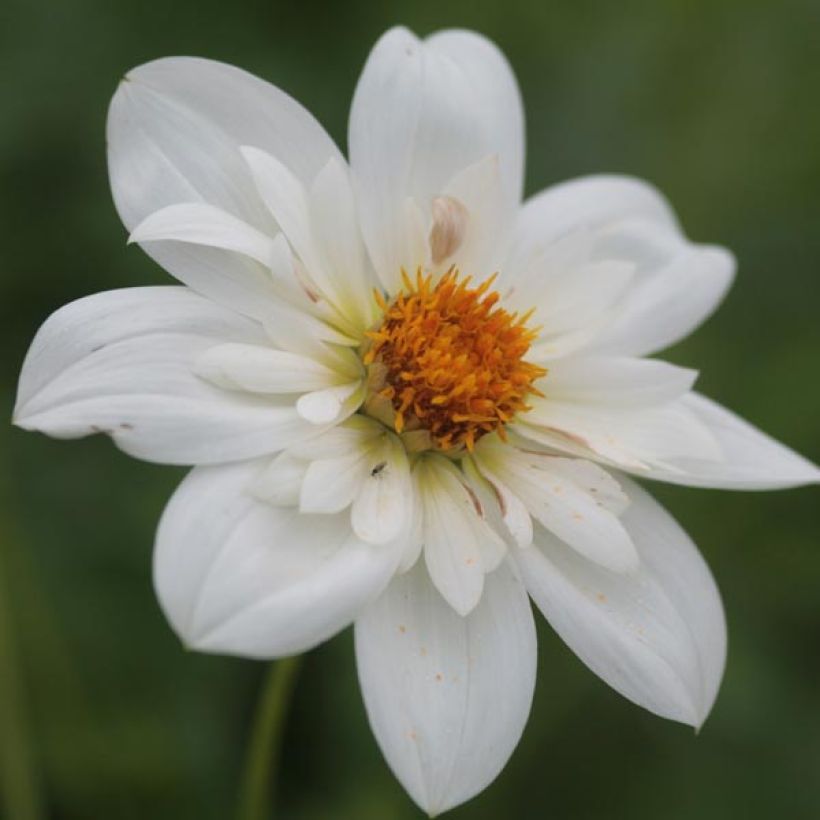 Dahlia Collerette Bride's Bouquet (Floraison)