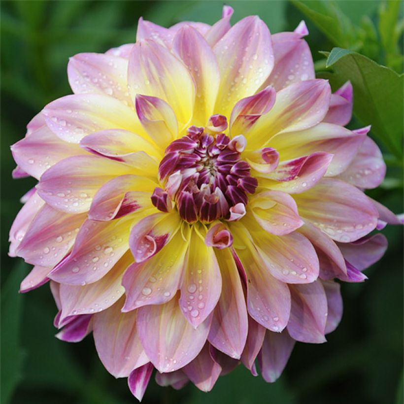 Dahlia géant Caribbean Fantasy (Floraison)