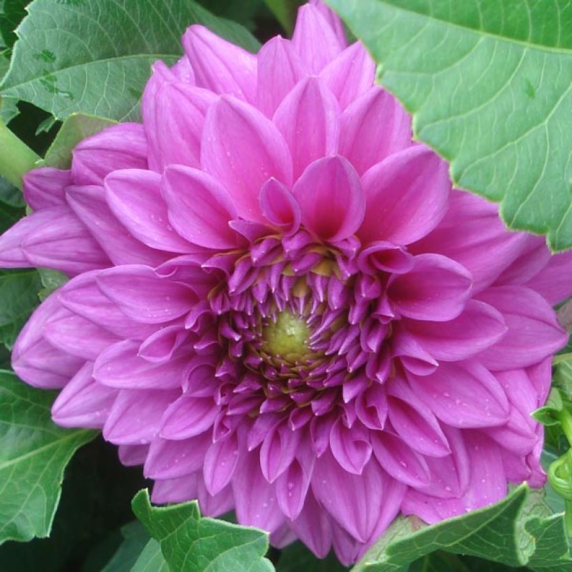 Dahlia nain Claudette (Floraison)