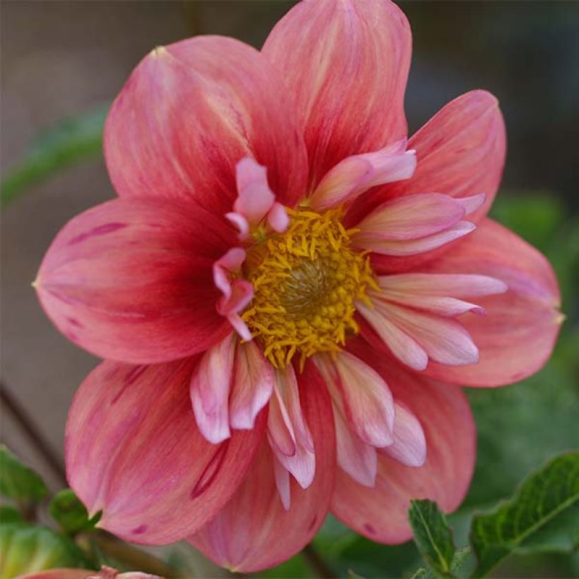 Dahlia collerette Giggles (Floraison)