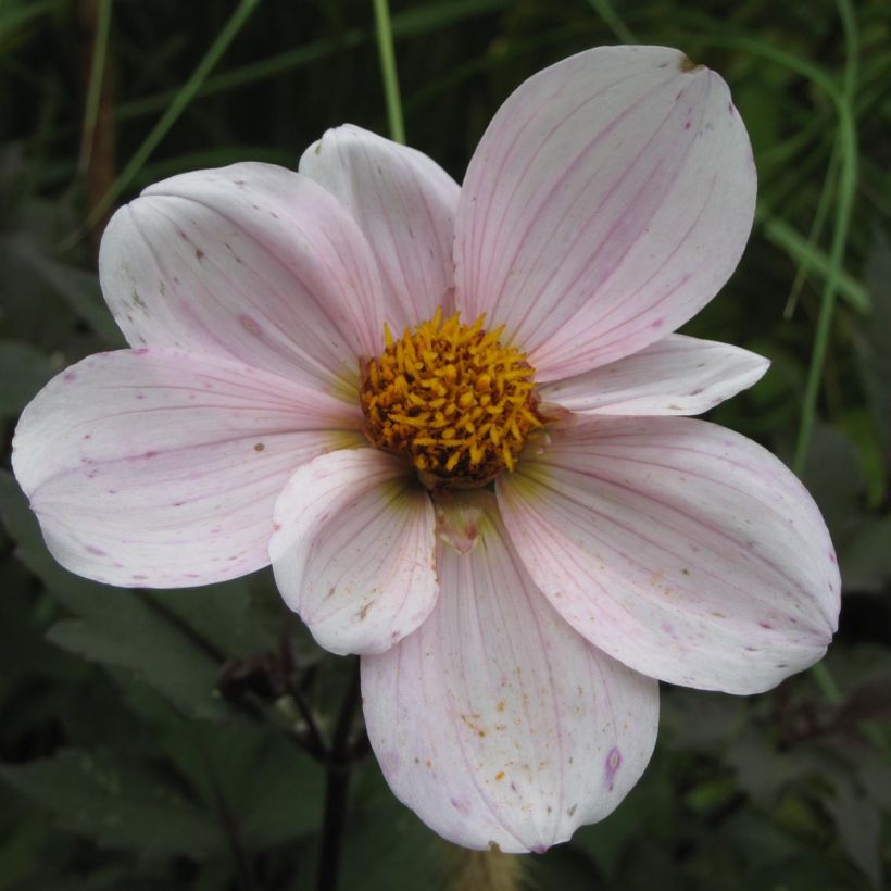 Dahlia nain Cory (Floraison)