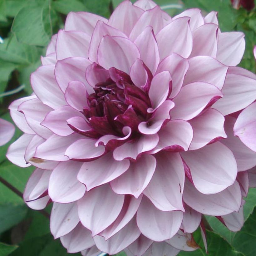 Dahlia décoratif Creme de Cassis (Floraison)