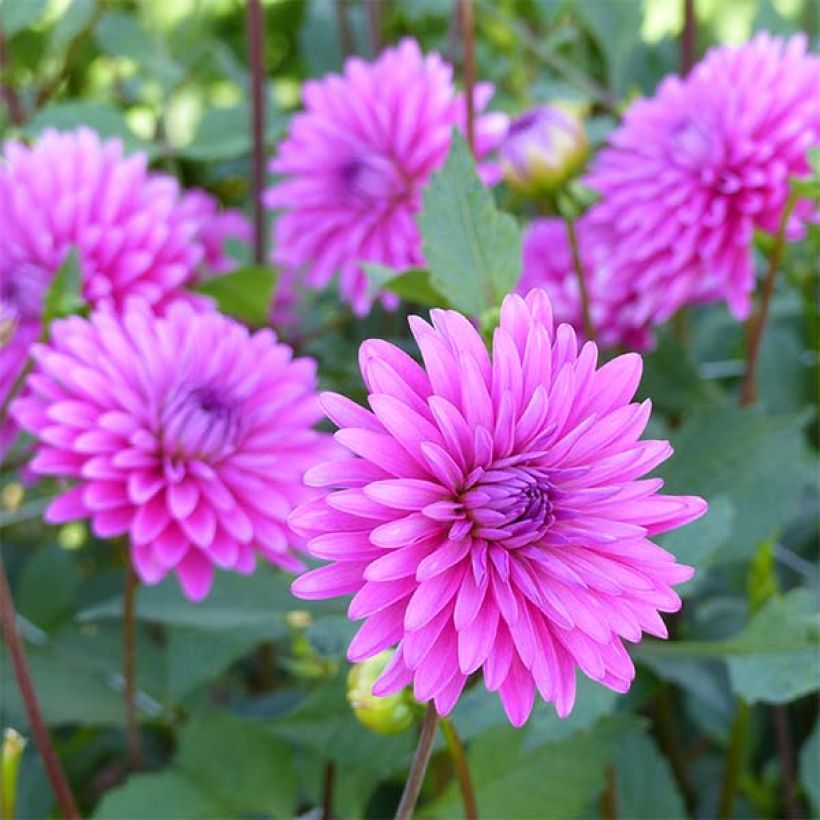 Dahlia décoratif Gerbera (Floraison)