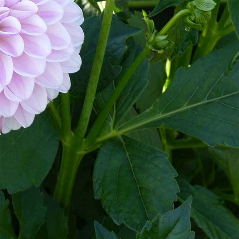 Dahlia décoratif Pink Silk (Feuillage)