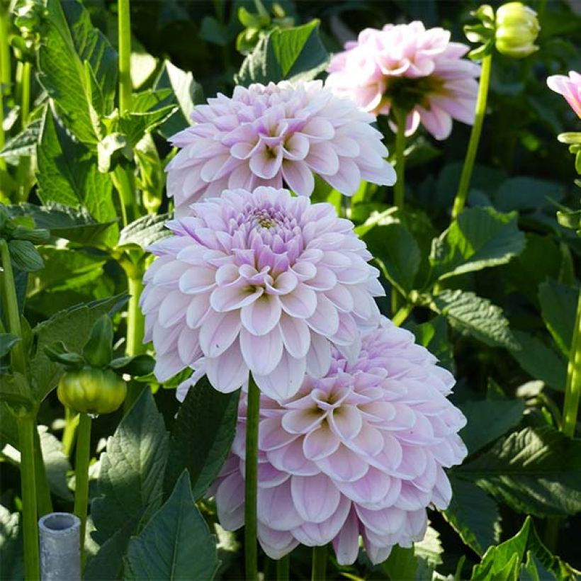 Dahlia décoratif Pink Silk (Floraison)