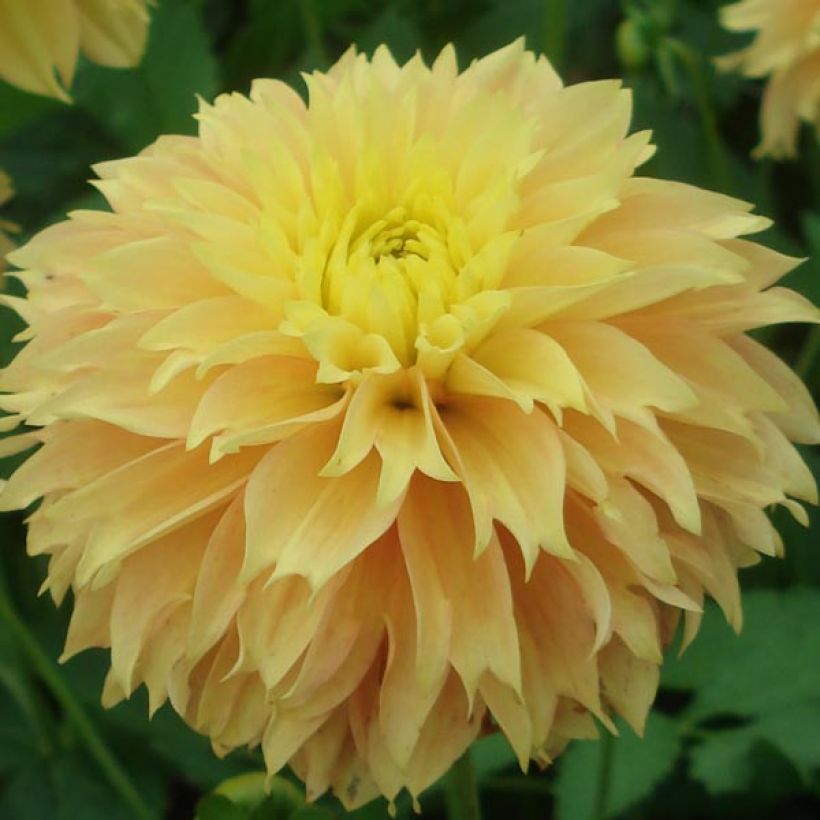 Dahlia fimbriata Deep Impact (Floraison)