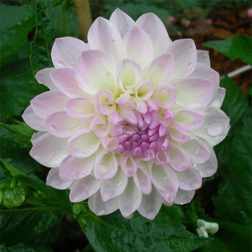 Dahlia décoratif Evelyne (Floraison)