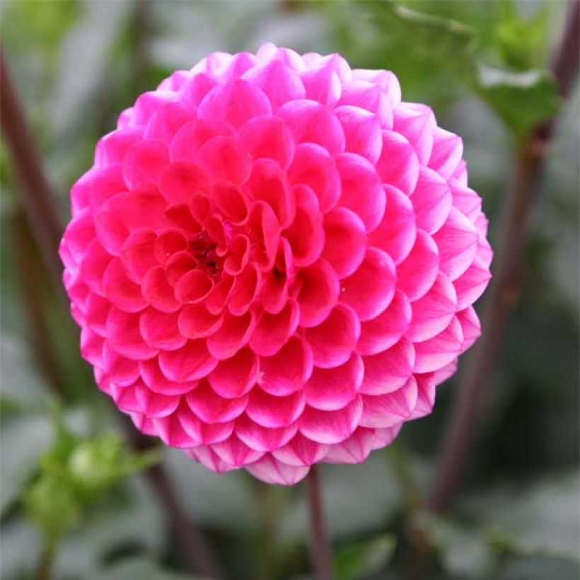 Dahlia pompon Fatima (Floraison)