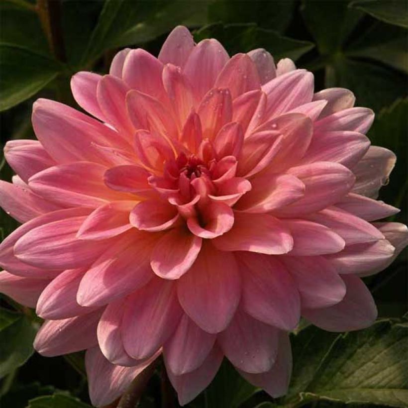 Dahlia camélia Gerrie Hoek (Floraison)