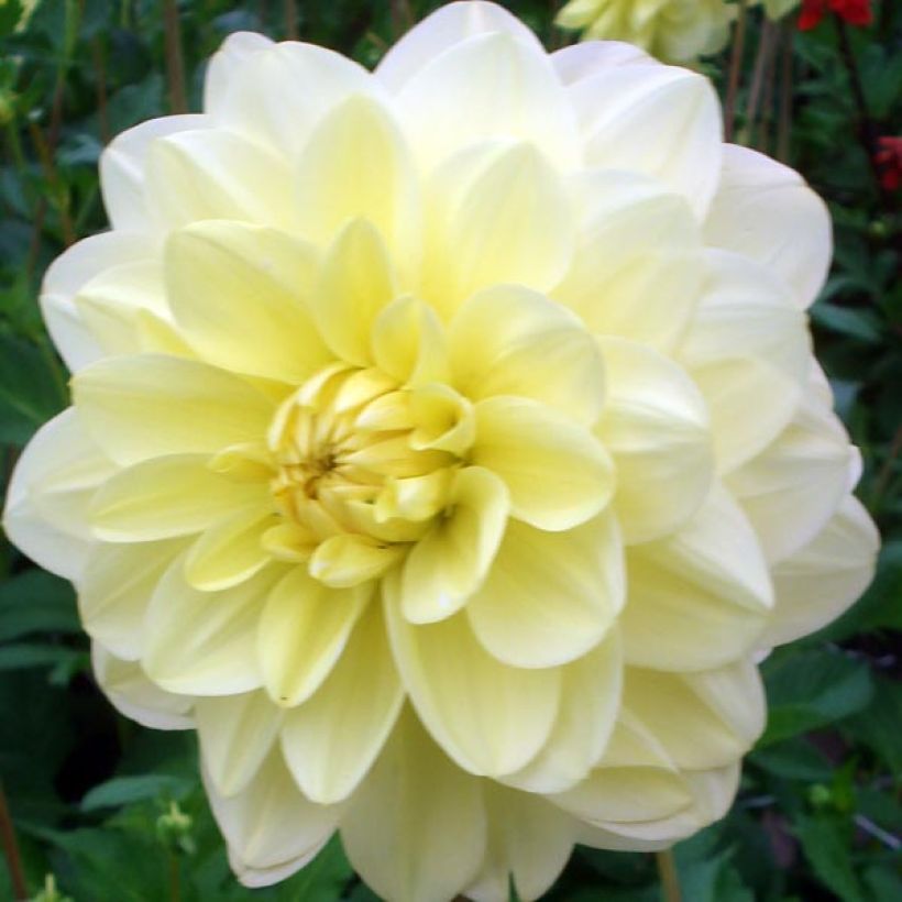 Dahlia camélia Glory of Heemstede (Floraison)