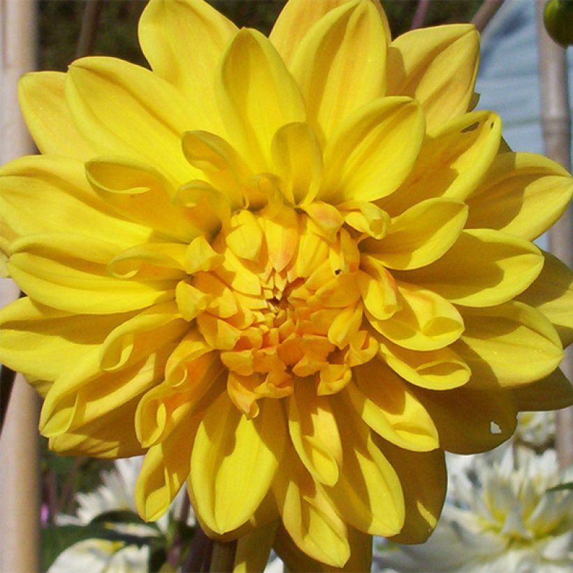 Dahlia Décoratif Golden Emblem (Floraison)