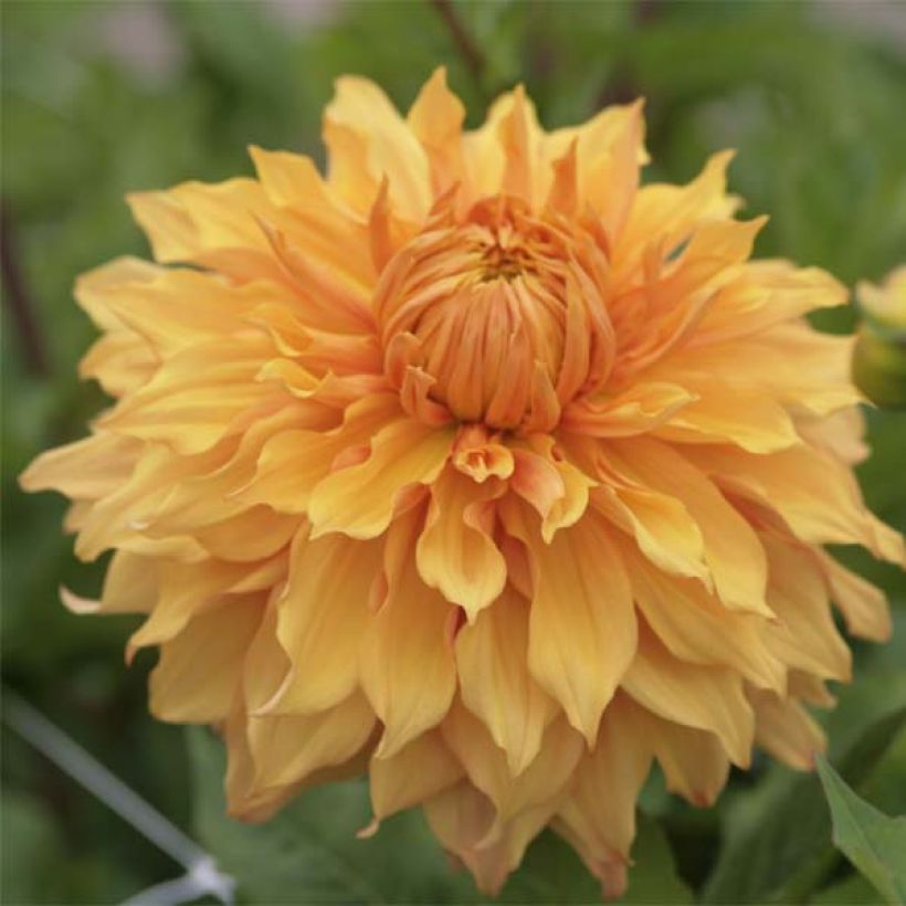 Dahlia géant Hamari Gold (Floraison)