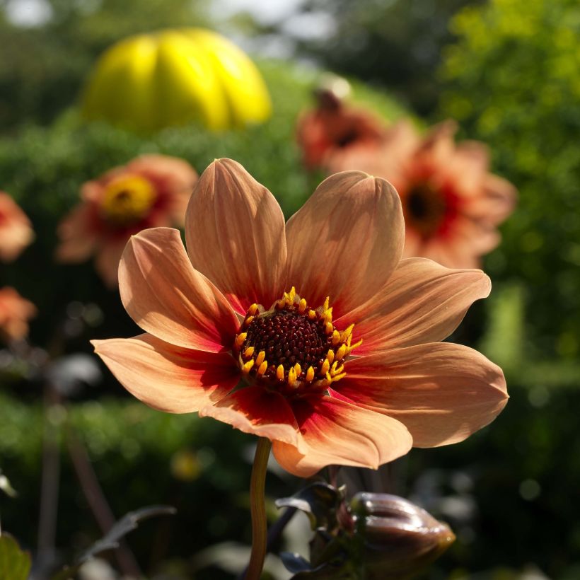 Dahlia Happy Single Date (Floraison)