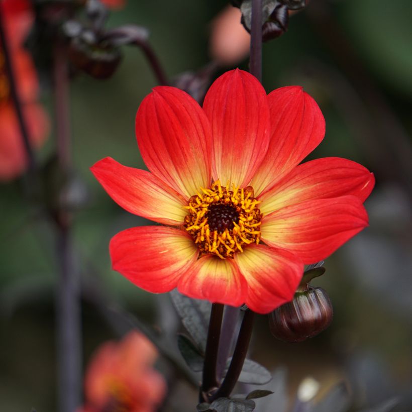 Dahlia Happy Single Flame (Floraison)