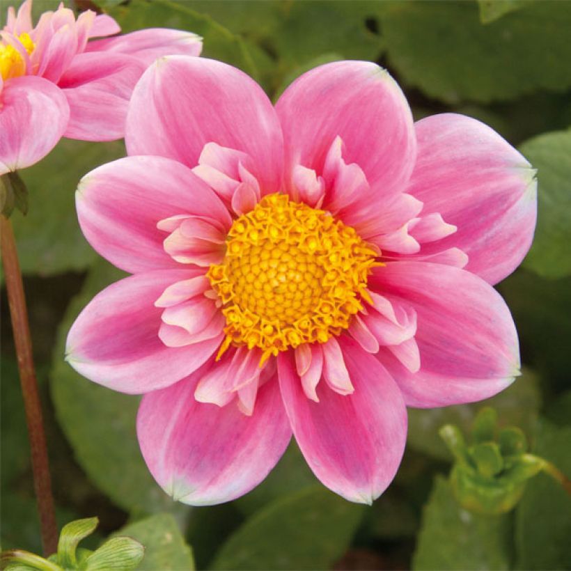 Dahlia collerette Hartenaas (Floraison)