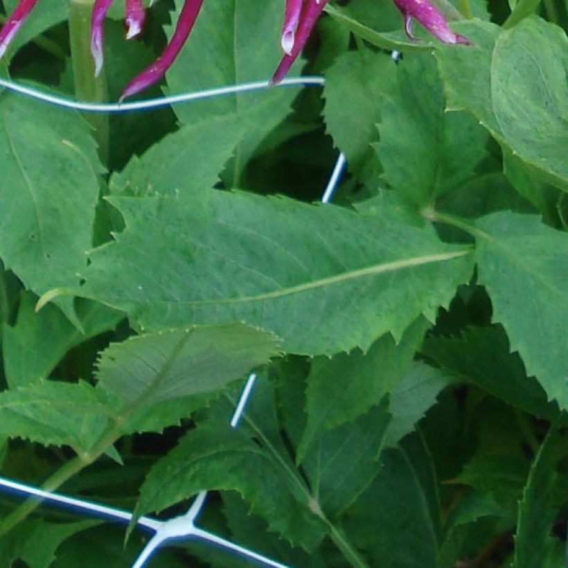 Dahlia Cactus Hollyhill Spider Woman (Feuillage)