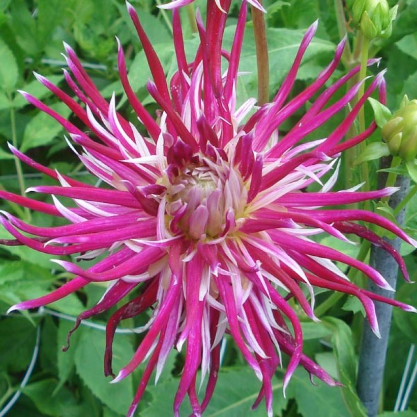 Dahlia Cactus Hollyhill Spider Woman (Floraison)