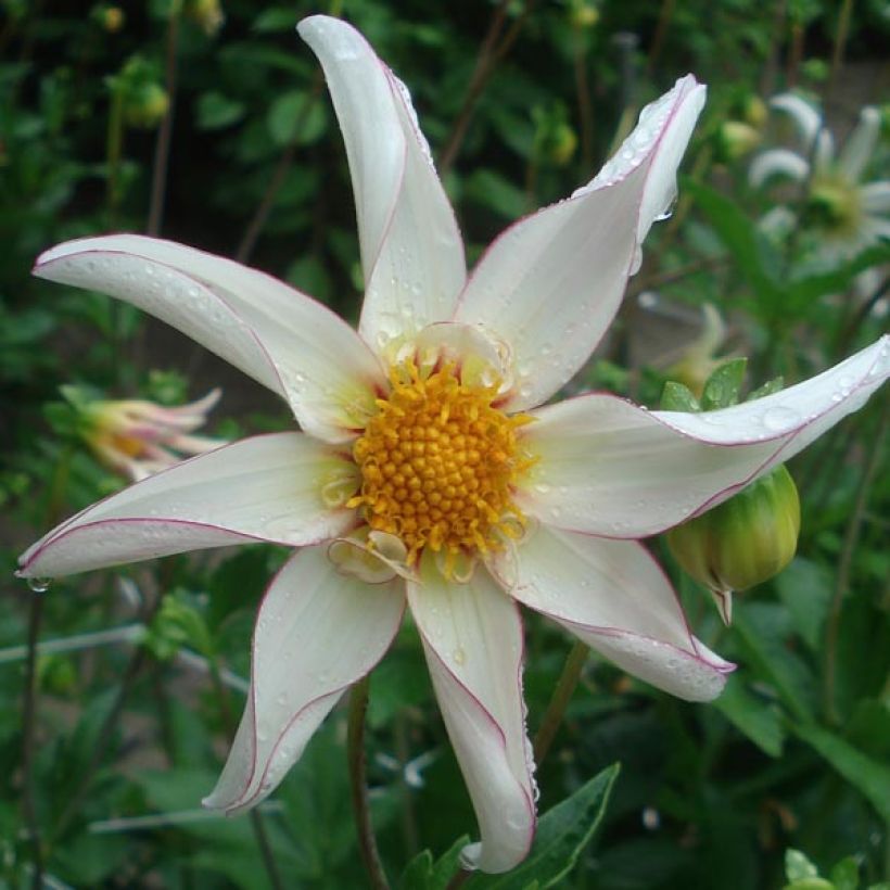 Dahlia Honka Fragile (Floraison)