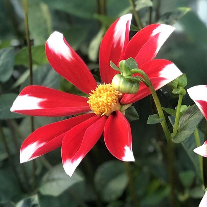 Dahlia Honka Windmill (Floraison)