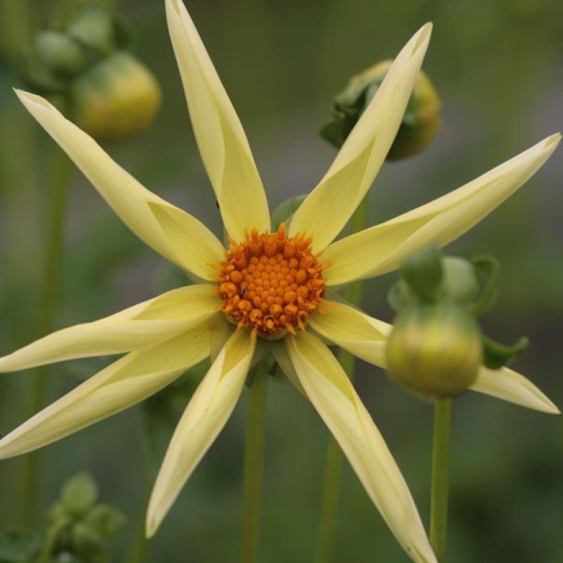 Dahlia Honka Yellow  (Floraison)