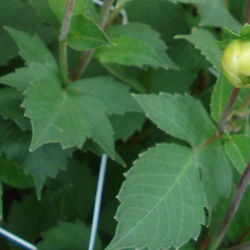 Dahlia pompon Icoon (Feuillage)