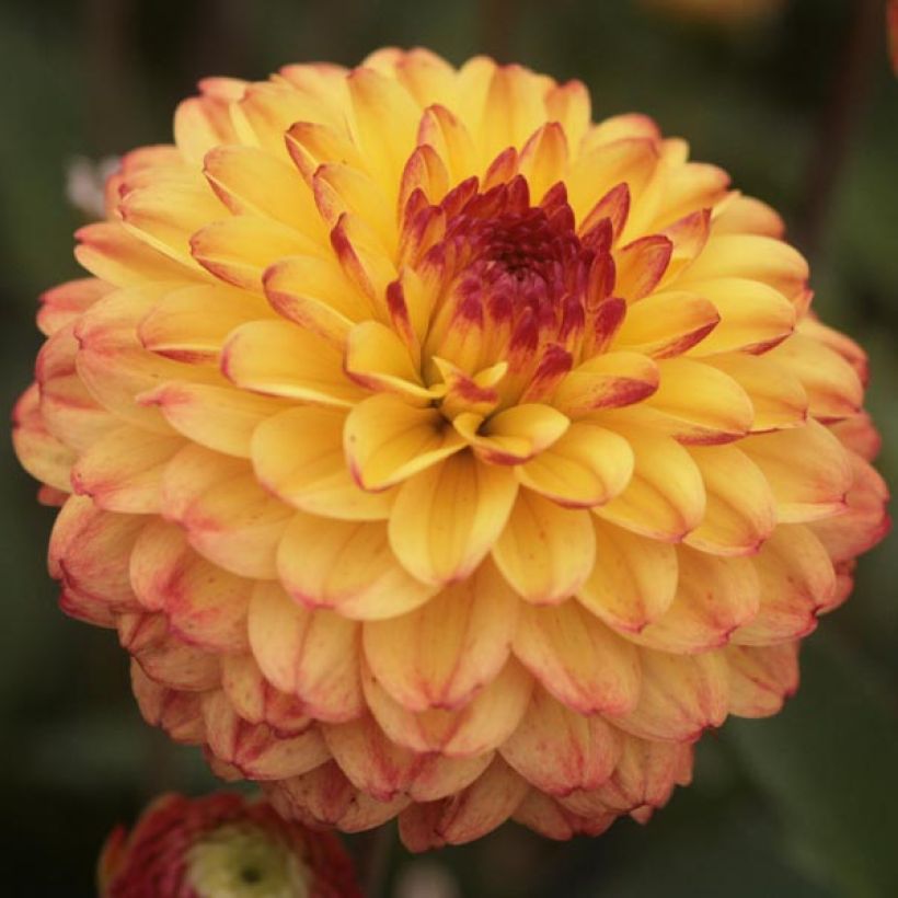 Dahlia pompon Icoon (Floraison)