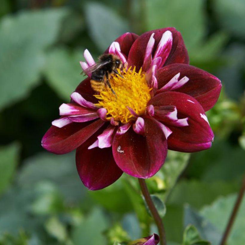 Dahlia collerette Impression Fantastico (Floraison)