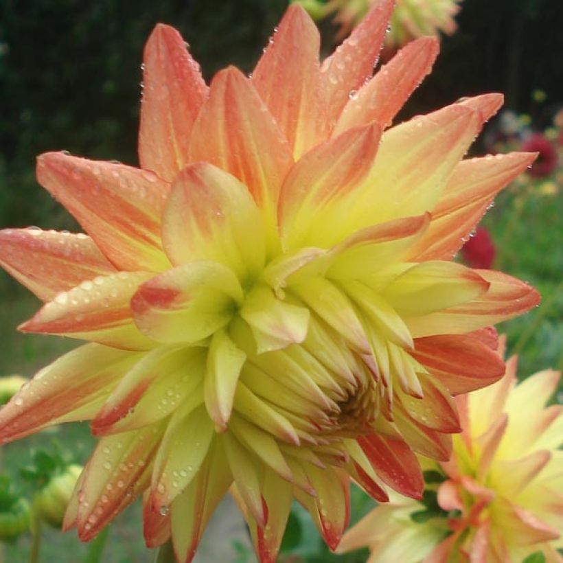 Dahlia semi-cactus Isadora (Floraison)