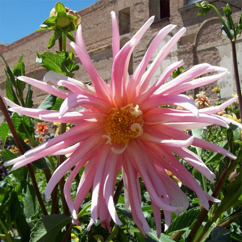 Dahlia cactus Jeanne d Arc (Floraison)