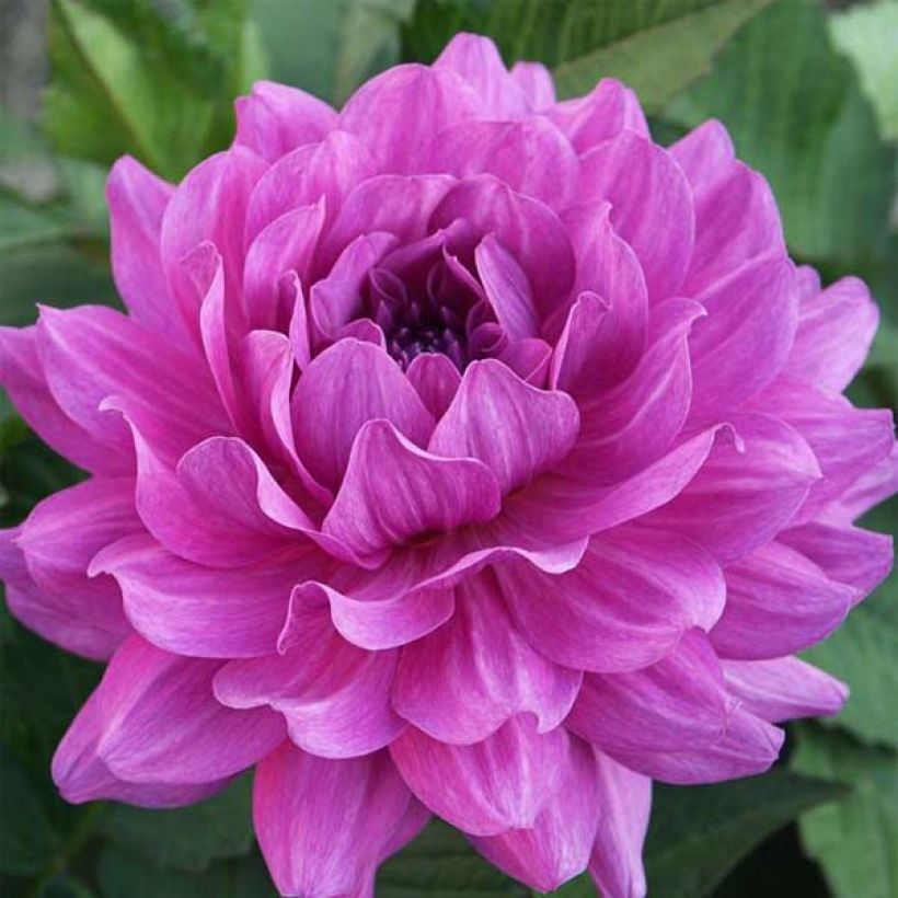 Dahlia camélia Karma Lagoon (Floraison)