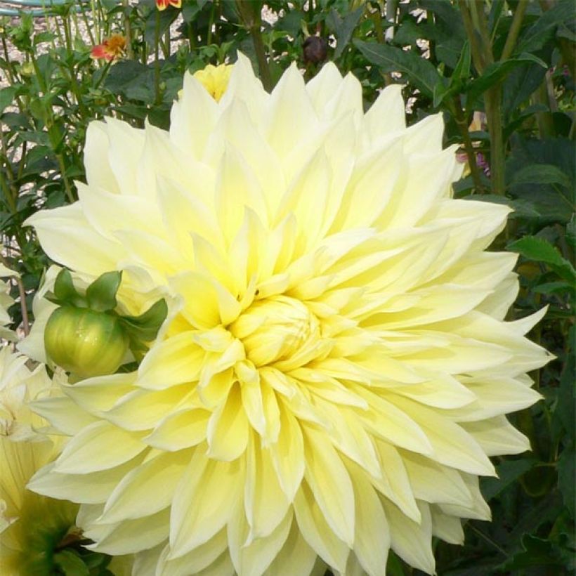 Dahlia géant Kelvin Floodlight (Floraison)