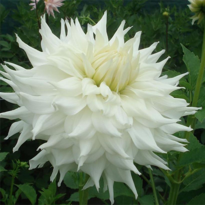 Dahlia Klondyke (Floraison)