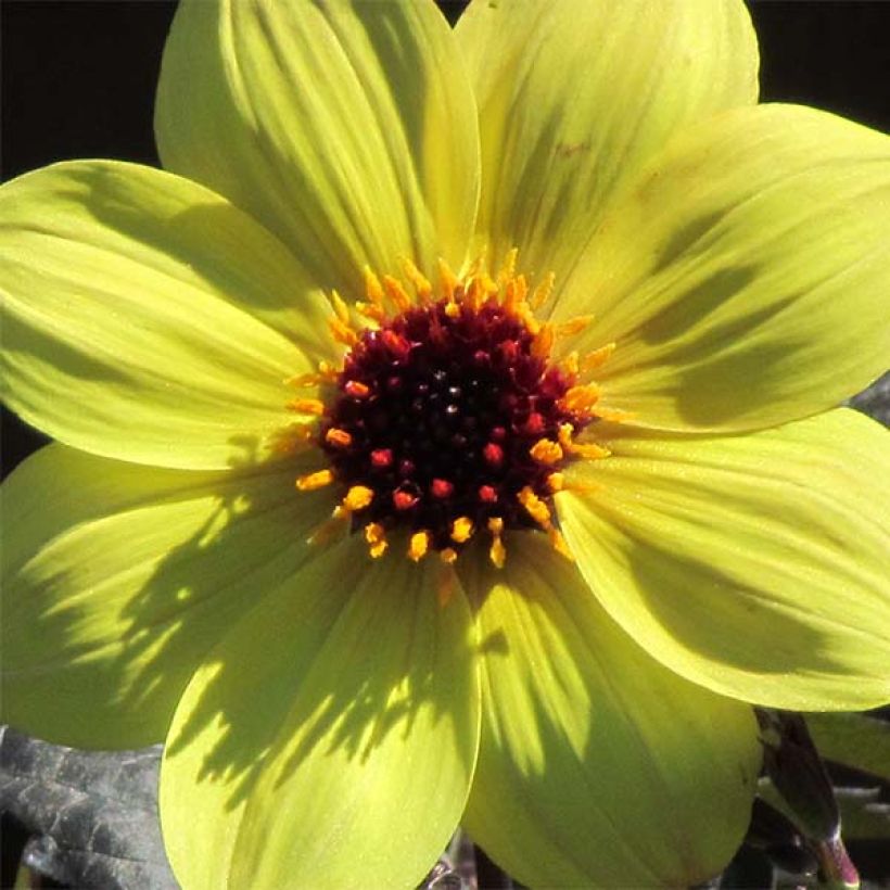 Dahlia paysage Knock Out - Mystic Illusion (Floraison)