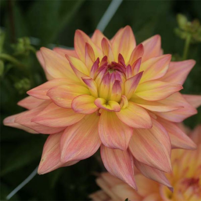 Dahlia nain Melody Dora (Floraison)