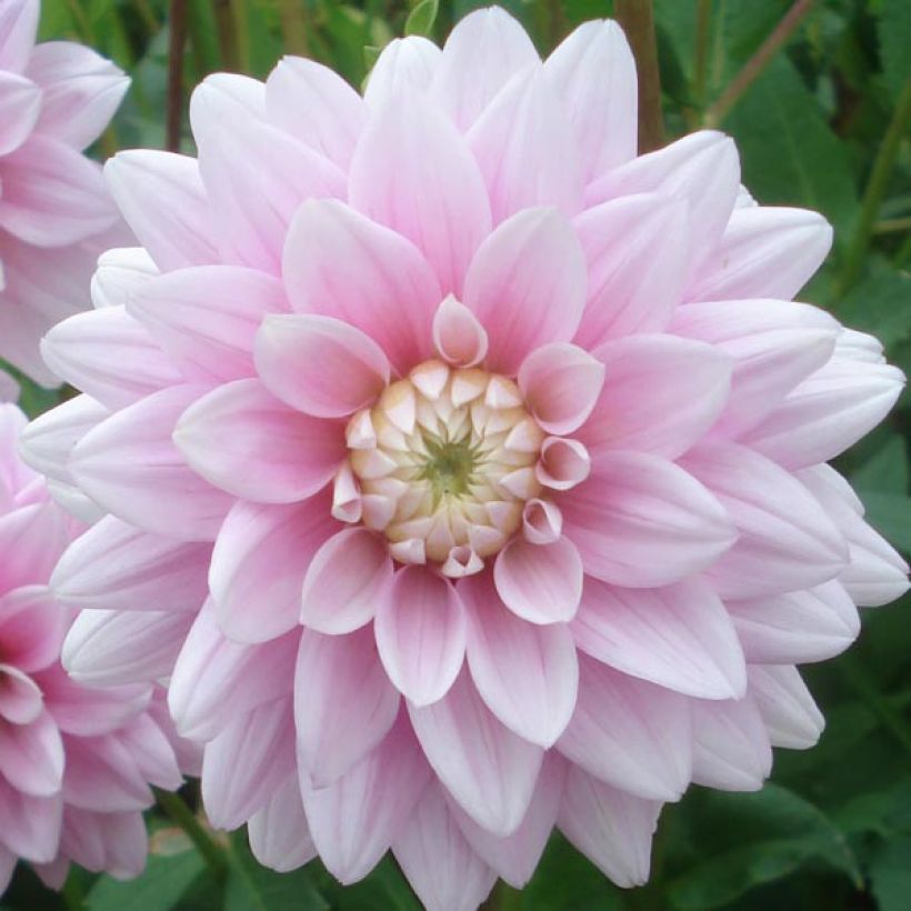 Dahlia camélia Offshore Dream  (Floraison)