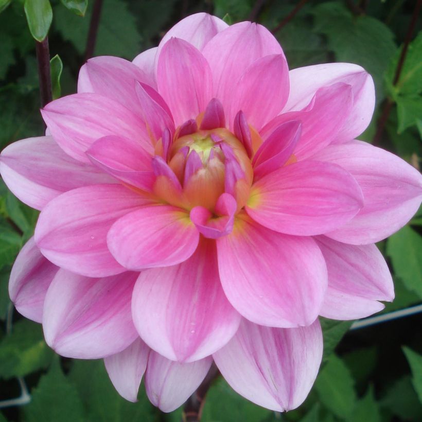 Dahlia camélia Onesta (Floraison)