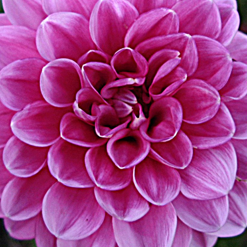 Dahlia balle Peter (Floraison)