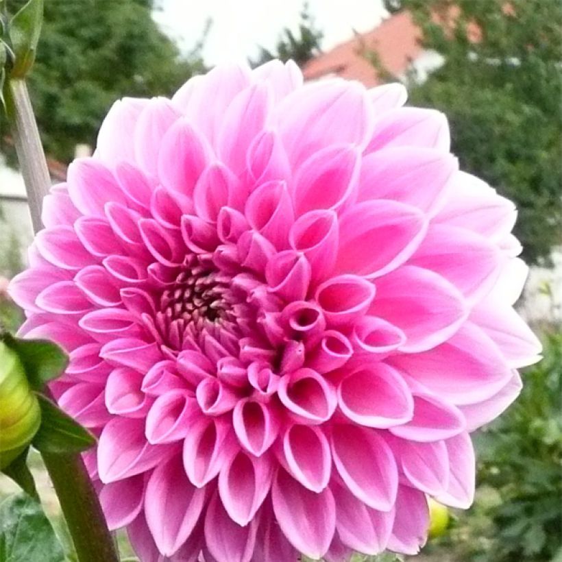 Dahlia balle Pink Sylvia (Floraison)