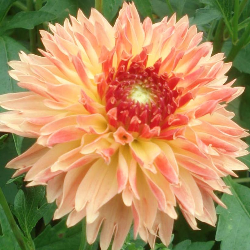 Dahlia décoratif Puerto Rico (Floraison)