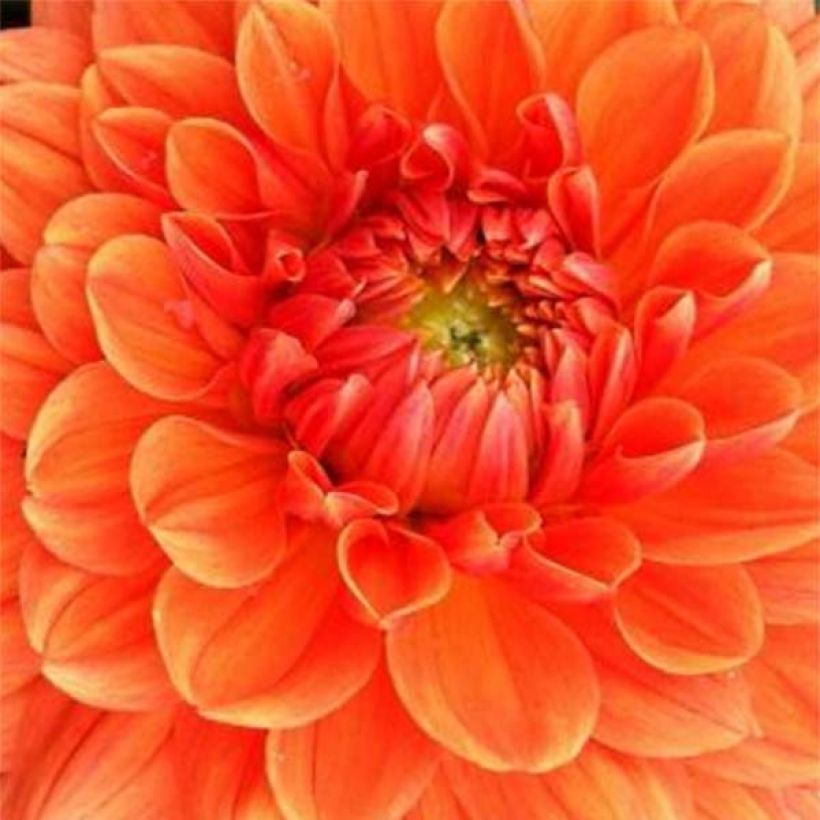 Dahlia décoratif Renato Tosio (Floraison)