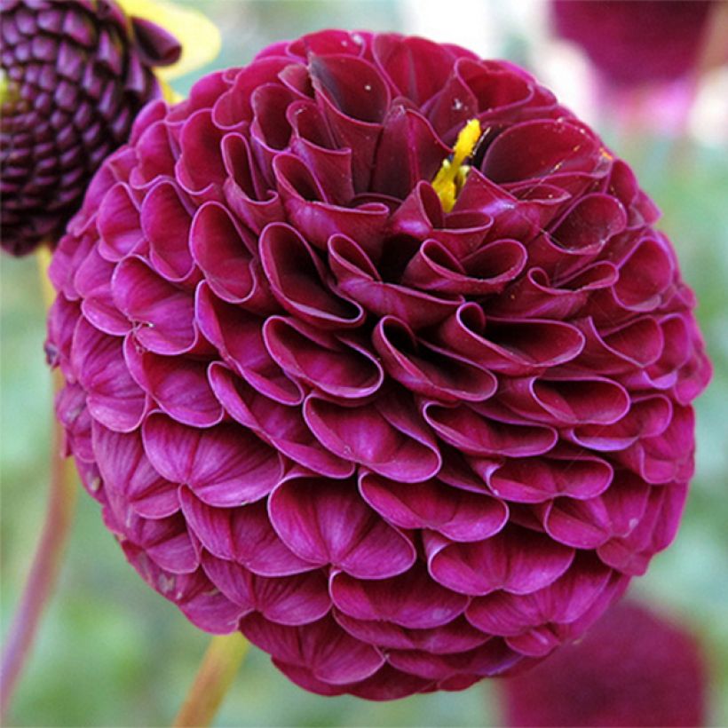 Dahlia balle Rocco (Floraison)