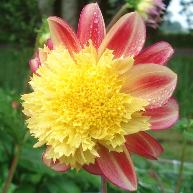 Dahlia anémone Rock and Roll (Floraison)