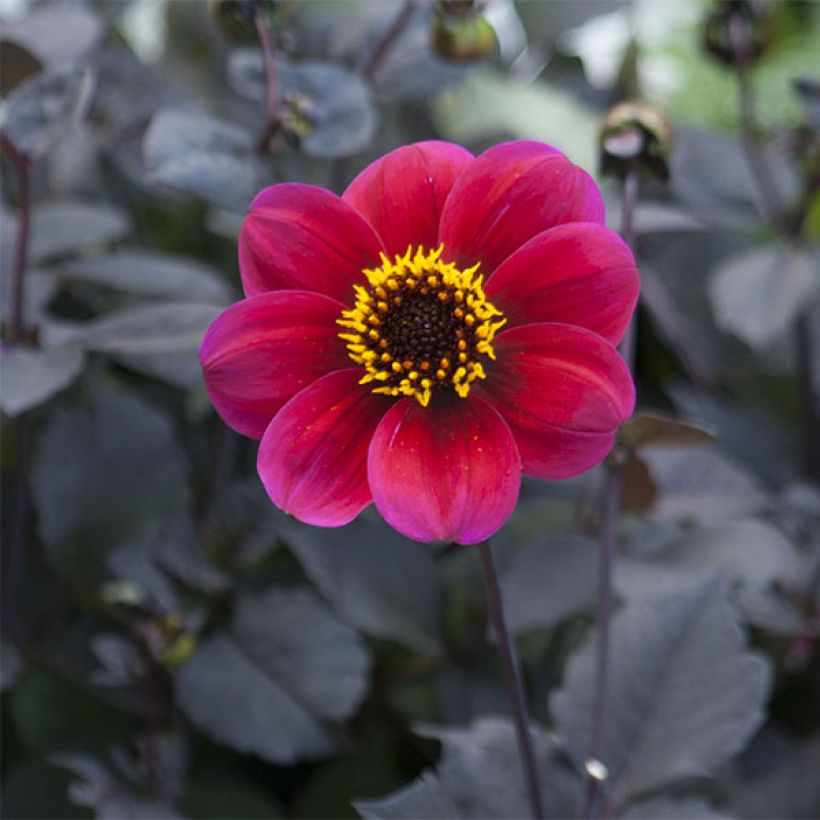 Dahlia paysage Roxy (Floraison)