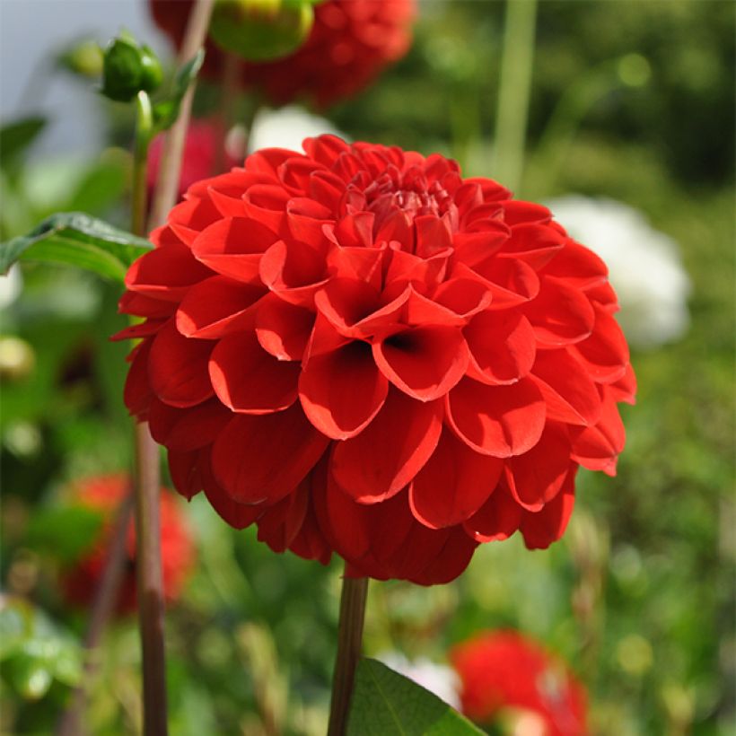 Dahlia pompon Salsa (Floraison)