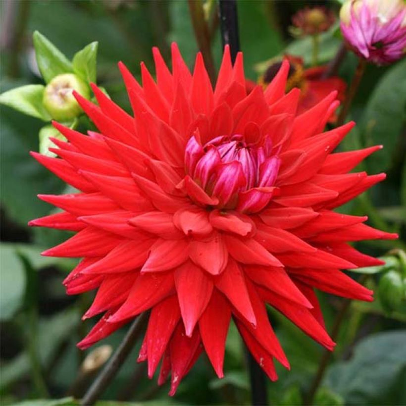 Dahlia semi-cactus Witteman's Best (Floraison)