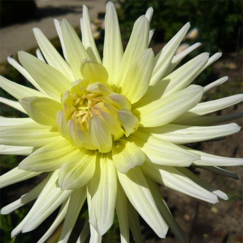 Dahlia cactus Shooting Star (Floraison)