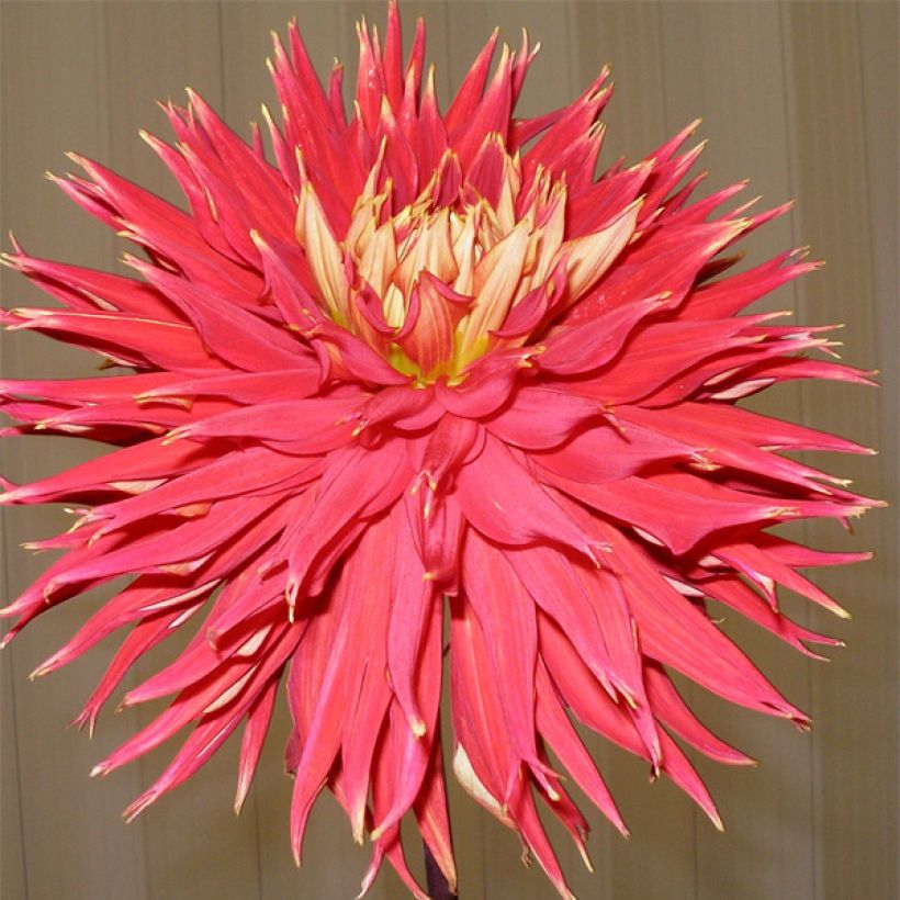 Dahlia Cactus Showntell (Floraison)