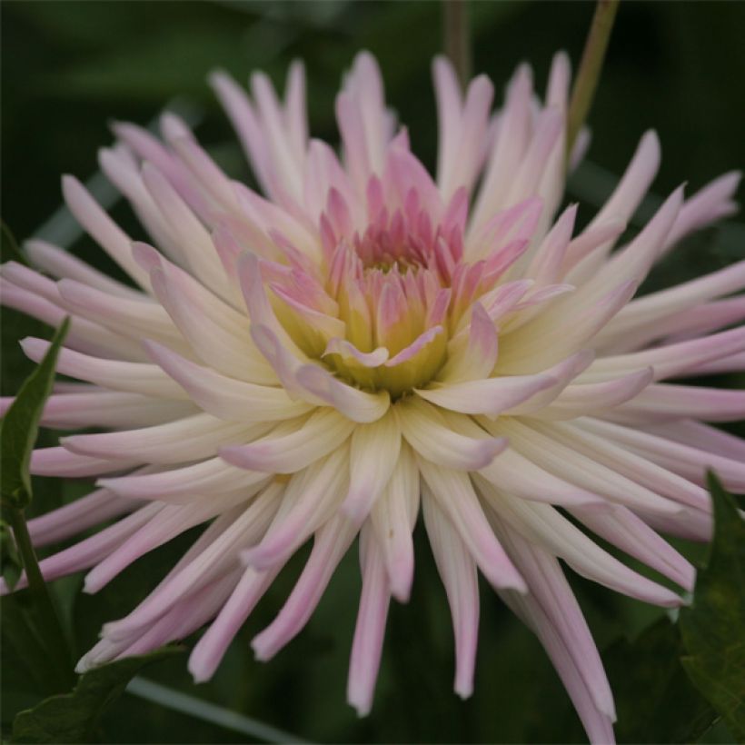 Dahlia Cactus nain Star's Lady (Floraison)