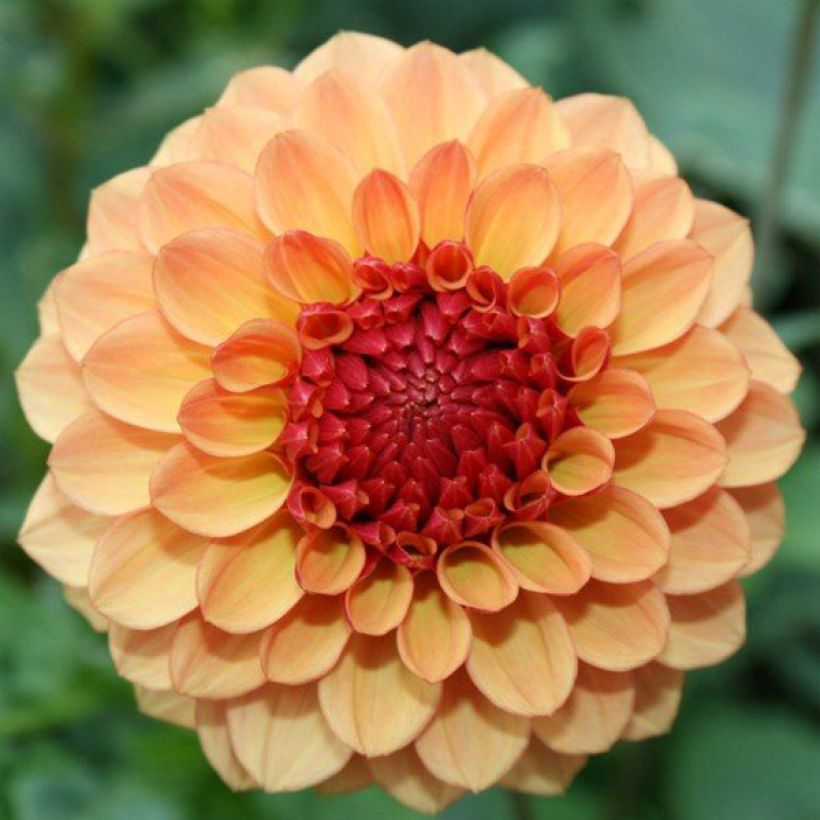 Dahlia pompon Sunny Boy (Floraison)